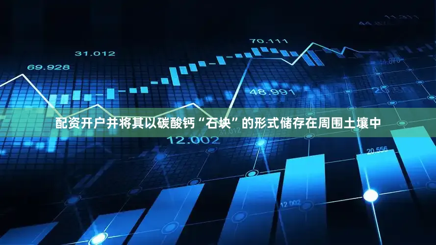 配资开户并将其以碳酸钙“石块”的形式储存在周围土壤中